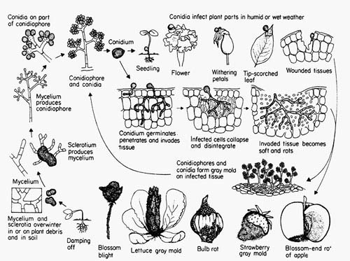 ciclo de vida del hongo botrytis